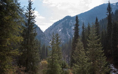 tall evergreen trees standing prominently in the foreground, with a dense forest on a mountain...