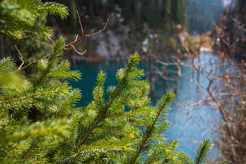 vibrant green pine needles in sharp focus with a turquoise lake and submerged trees in the blurry...