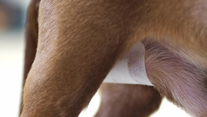 The castrated genital organ of a male dog is large. Castration and sterilization of pets.