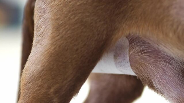 The castrated genital organ of a male dog is large. Castration and sterilization of pets.