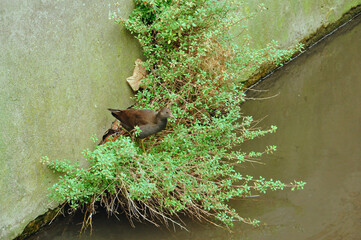 Young Waterhen Amidst River Shrubs