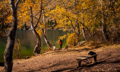 a tranquil lakeside scene in autumn, with golden-yellow leaves adorning the trees. Two people stand...