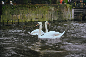 Serene Swans: Tranquil Canal Evening