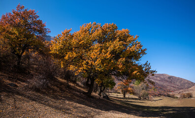 Naklejka premium a tranquil autumn scene with robust trees clad in vibrant orange and yellow leaves against a backdrop of a clear blue sky and distant mountains