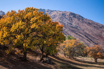 Naklejka premium a tranquil autumn scene with robust trees clad in vibrant orange and yellow leaves against a backdrop of a clear blue sky and distant mountains
