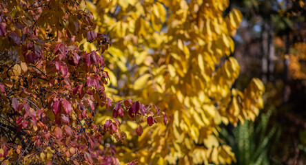 yellow leaves against a blurred background of trees with similar autumnal colors. The sharp focus...