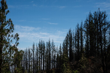 A forest with a few trees that are still green and a few that are dead. The sky is blue and there are some clouds