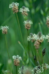 Plantago flowers