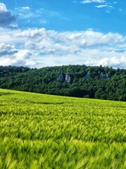 Spring with wheat-fields in Urdonautal Bavaria