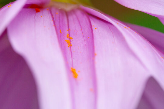 Tree dahlia (Dahlia imperialis)