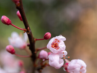 Tree blossom