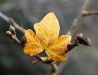 Autumn leave stuck