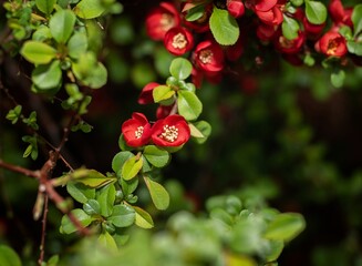 Red flowers in the bush