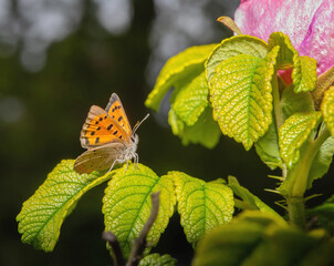 small fire butterfly