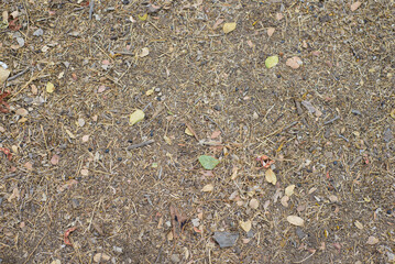 Soil covered by leaves, stones, seeds, sticks, etc. Background, texture.