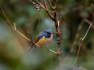 森の中で枝に留まってエサを探しているルリビタキの雄