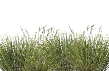 Grass bushes 3d render, cut out meadow grass field on transparent background