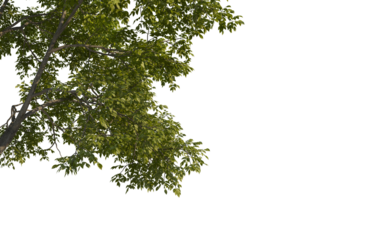 Big tree foreground, foliage leaves on corner border on transparent background