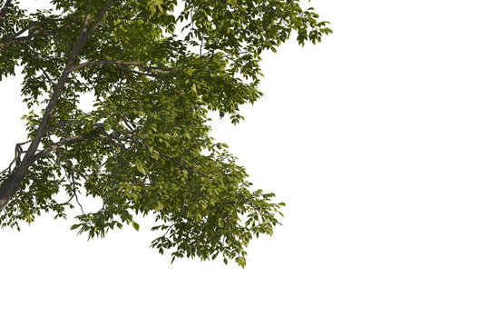 Fototapeta Big tree foreground, foliage leaves on corner border on transparent background