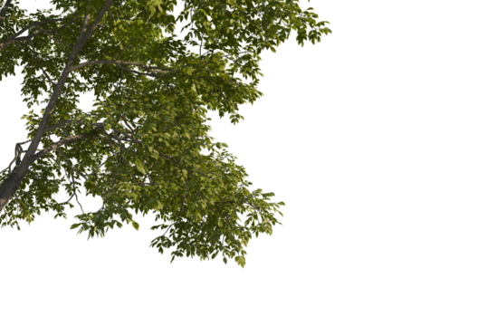 Big tree foreground, foliage leaves on corner border on transparent background