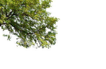Large tree branches and foliage leaves on top border cut out