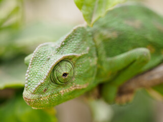 Close-up of green chameleon in natural habitat.