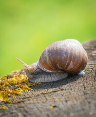 Roman snail on wooden trunk.