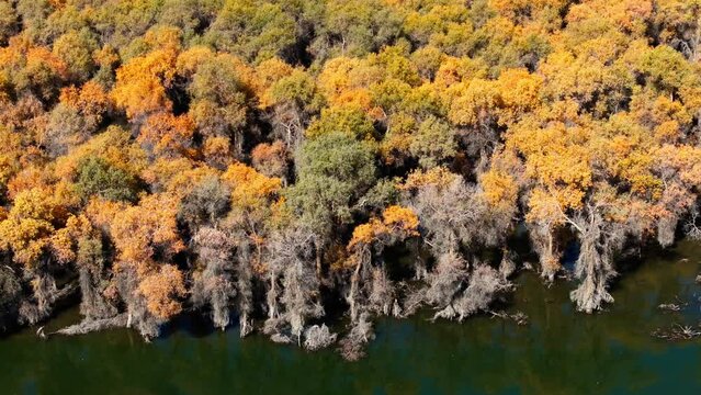 Golden poplar trees in the Tarim River basin near Shaya, Xinjiang, China, 4K
