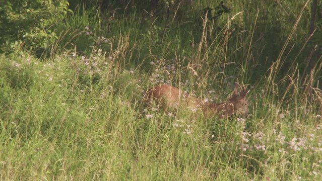 roebuck on a meadow in high grass