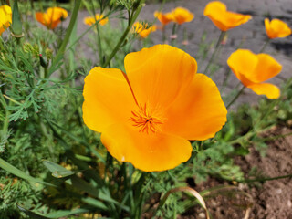 Obraz premium bright yellow flower of Eschscholzia californica. California poppies blooming in garden