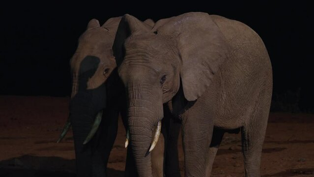 Elephants at night in Kenya national park slow motion