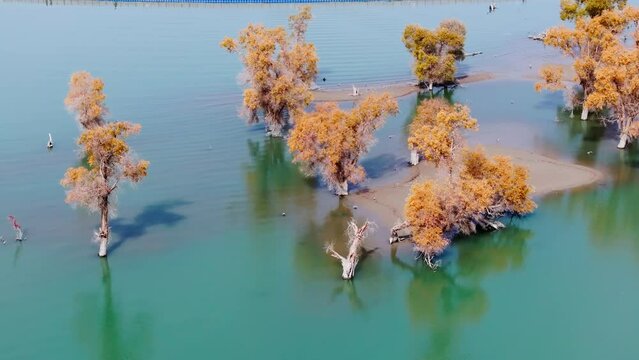 Golden poplar trees in the Tarim River basin near Shaya, Xinjiang, China, 4K