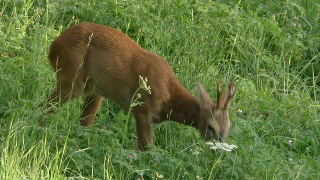 roebuck on a meadow in high grass