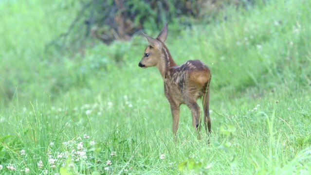 fawn on a meadow in summer