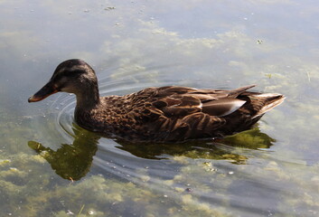 Stockente, Wildente, Anas platyrhynchos, 
