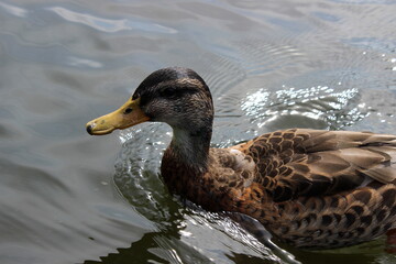 Stockente, Wildente, Anas platyrhynchos, 