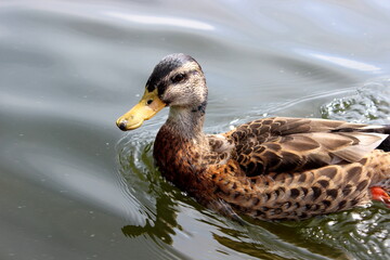 Stockente, Wildente, Anas platyrhynchos, 