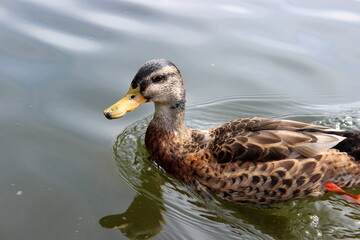 Stockente, Wildente, Anas platyrhynchos, 