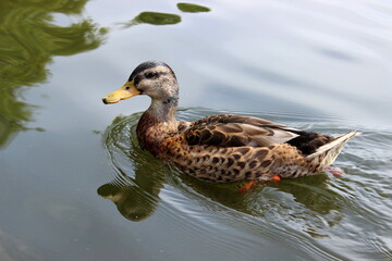 Stockente, Wildente, Anas platyrhynchos, 