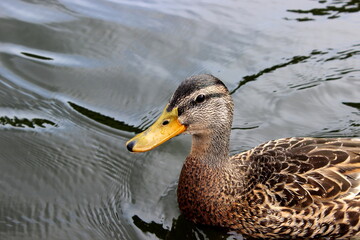 Stockente, Wildente, Anas platyrhynchos, 