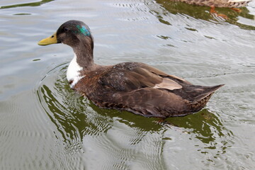 Stockente, Wildente, Anas platyrhynchos, 