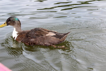 Stockente, Wildente, Anas platyrhynchos, 
