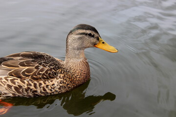 Stockente, Wildente, Anas platyrhynchos, 