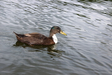 Stockente, Wildente, Anas platyrhynchos, 
