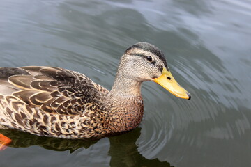 Fototapeta premium Stockente, Wildente, Anas platyrhynchos, 