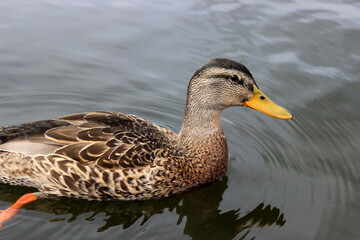 Stockente, Wildente, Anas platyrhynchos, 