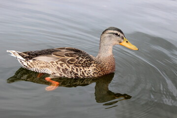 Stockente, Wildente, Anas platyrhynchos, 