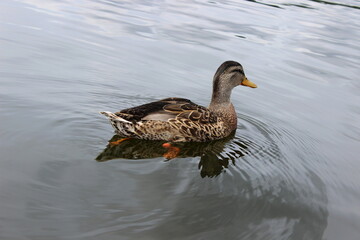Stockente, Wildente, Anas platyrhynchos, 