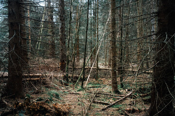 Dichter dunkler Nadelwald