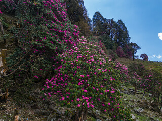 Obraz premium Chopta near Ukhimath Uttarakhand India Gateway to Tungnath Mahadev Temple